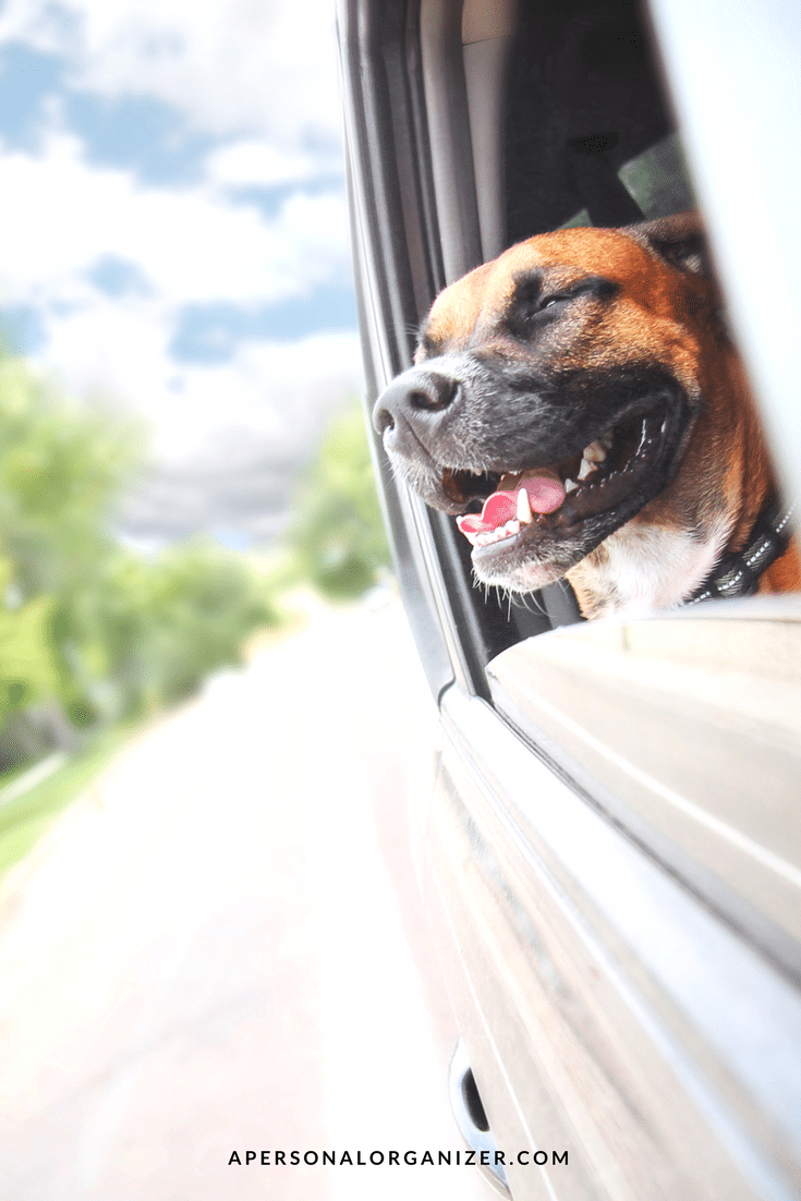 Organizing a Car Trip with Pets for the Holidays