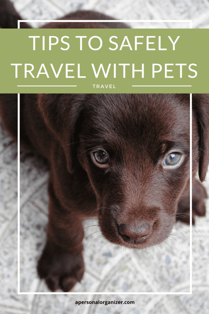 Blog post image - Tips to safely travel with pets