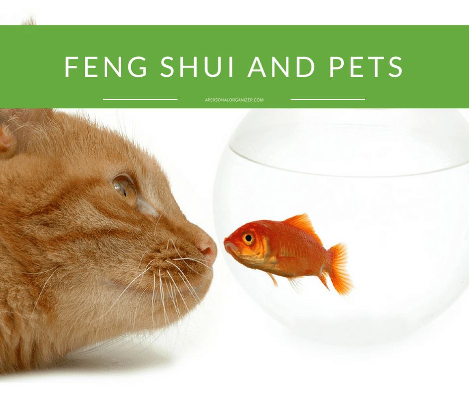 Feng Shui And Pets