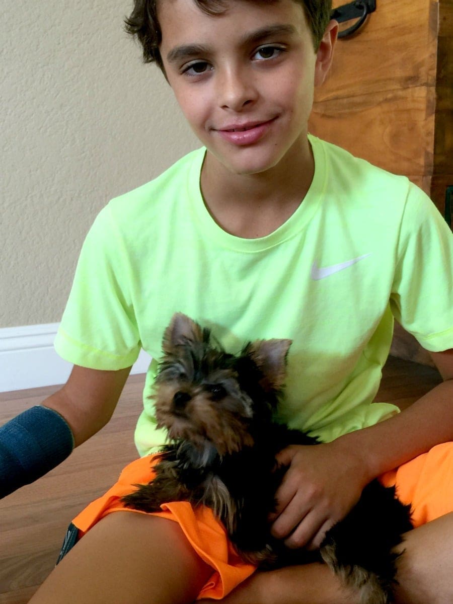 Organization Tips to Prepare Your Home For Your Puppy