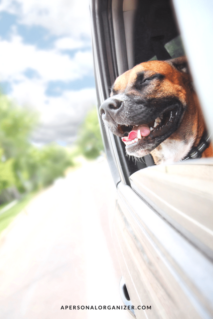 Tips for a car trip with your pet - A Personal Organizer