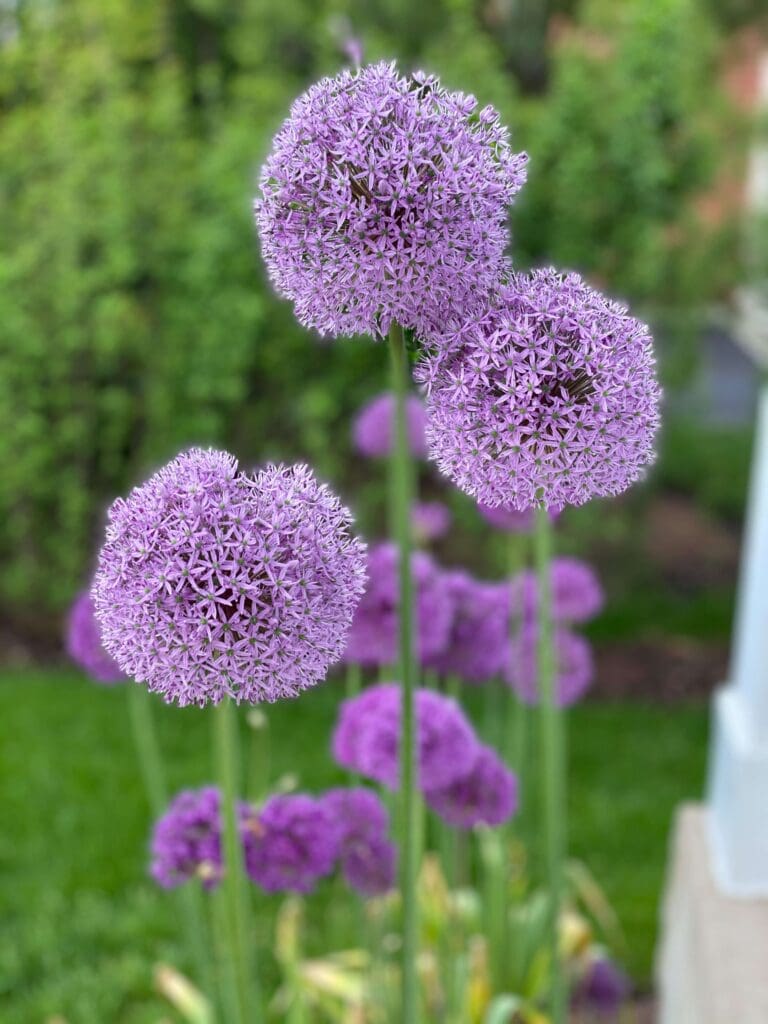 Alliums - Preparing for gardening season